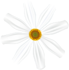 White Flower Clip Art Image