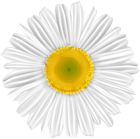 White Flower Daisy PNG Clipart