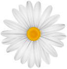 White Flower Daisy PNG Transparent Clipart