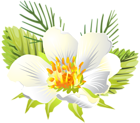 White Flower PNG Clip Art Image
