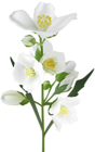 White Flower PNG Clip Art Image | Gallery Yopriceville - High-Quality