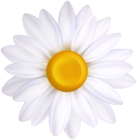 White Flower PNG Clipart