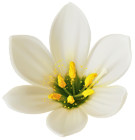 White Flower PNG Clipart Image
