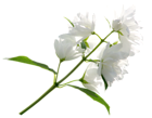 White Flower PNG Clipart Image