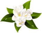 White Flower Transparent Clip Art Image