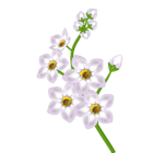 White Flower Transparent Clipart