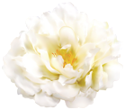 White Flower Transparent Image