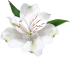 White Flower Transparent PNG Clip Art Image