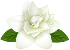 White Flower Transparent PNG Image