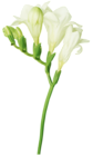 White Freesia PNG Picture