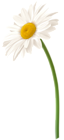 White Gerbera Flower PNG Clip Art Image