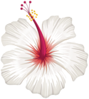 White Hibiscus Flower PNG Transparent Clipart