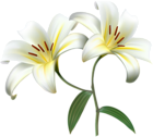 White Lilium Flower Decorative Transparent Image