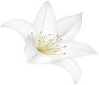 White Lilium Flower PNG Clipart