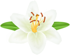 White Lilium Flower PNG Transparent Clipart