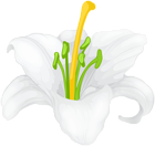 White Lilium Flower Transparent Clipart