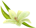 White Lilium PNG Clipart