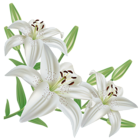 White Lilium PNG Clipart Picture