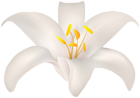 White Lilium PNG Transparent Clipart