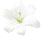 White Lily PNG Clip Art Image