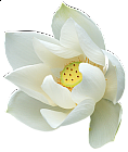 White Lotus Clipart