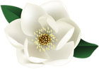 White Magnolia Flower PNG Clip Art Image