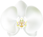 White Orchid PNG Clip Art