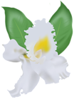 White Orchid PNG Clip Art Image