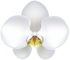 White Orchid PNG Clipart