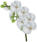 White Orchid Transparent Clip Art Image