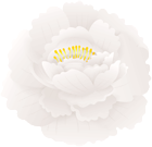 White Peony Art Flower PNG Clipart
