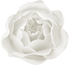 White Peony Flower PNG_Clipart