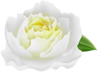 White Peony PNG Clipart