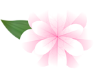 White Pink Flower PNG Clipart