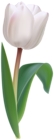 White Tulip Flower Transparent Image
