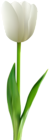 White Tulip Transparent Clip Art PNG Image