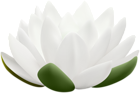 White Water Lily Flower PNG Clipart