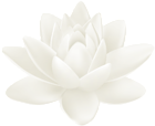White Water Lily PNG Clipart