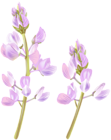 Wildflower PNG Clip Art Image