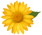 Yellow Daisy PNG Image