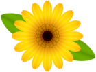 Yellow Flower Decorative Transparent Image