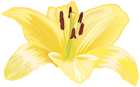 Yellow Flower Large PNG Image