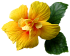 Yellow Flower PNG Clip-Art Image