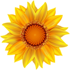 Yellow Flower Transparent PNG Clip Art Image