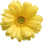 Yellow Gerber Daisy Clipart