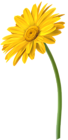 Yellow Gerbera Flower PNG Clip Art Image