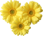 Yellow Gerbers Daisy PNG Picture