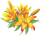 Yellow Lilies Flowers Decoration PNG Clipart Image