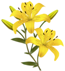 Yellow Lilies PNG Clipart Image