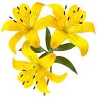 Yellow Lilies PNG Clipart Picture